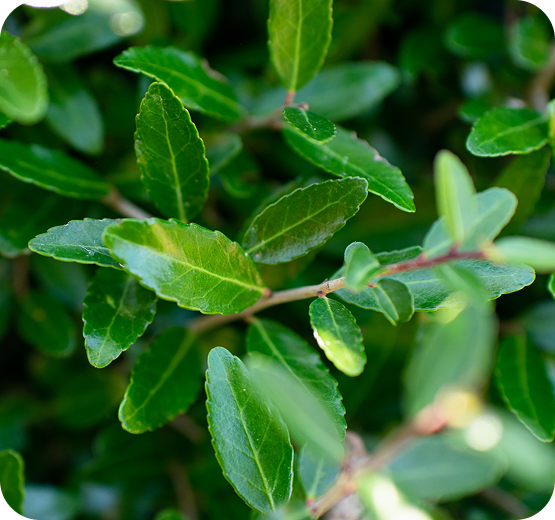 Yaupon leaves close-up