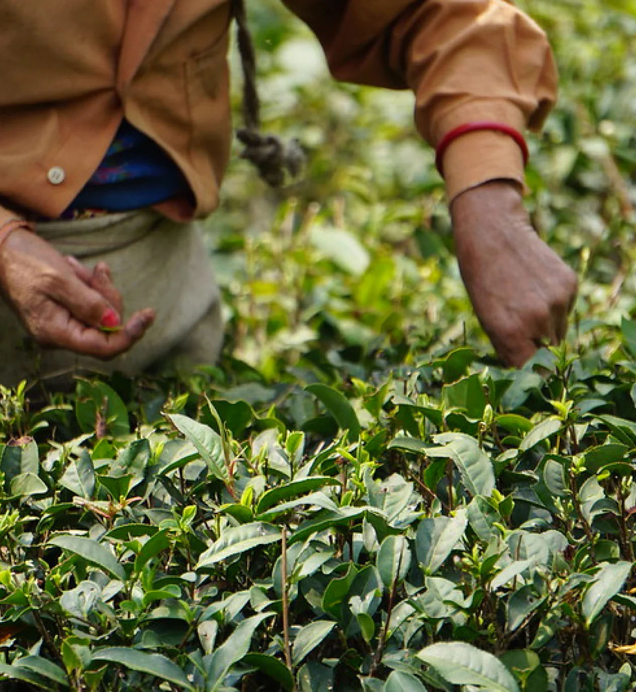 Sustainable Tea Farming